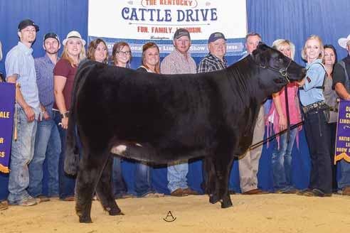 Riverstone Crown Royal is the purebred bull that the breed has been waiting for.