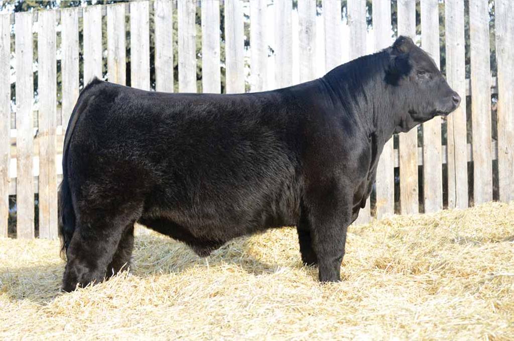 EMBRYOS Riverstone Crown Royal, sire to Lots 2, 3