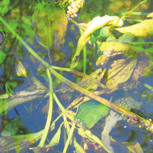 Leafy pondweed  