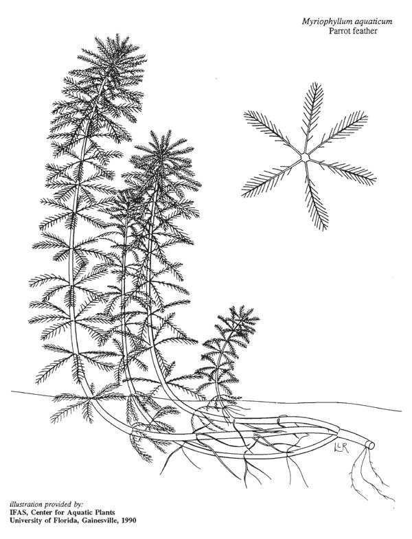 Similar morphology: Naiads Hd Flowers only open above the surface of the water There is also a terrestrial form of this species Monocot Order Commelinales Family Pontederiaceae 16 Low watermilfoil