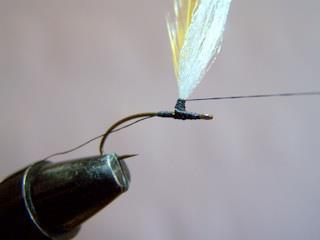Step 7 Wind thread up post also tying in hackle as you go to