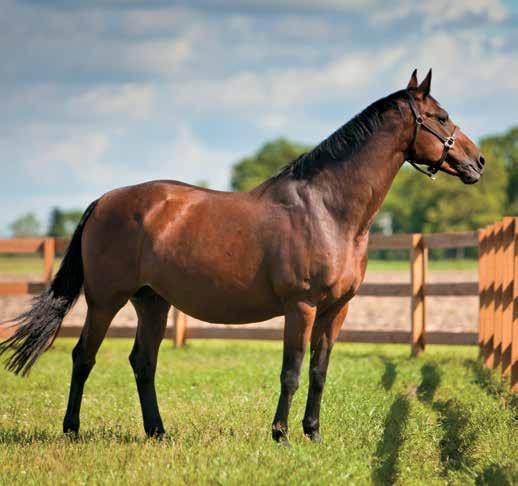The Key to the Future: Broodmare and Stallion Care While they only make up a small segment of the equine industry, breeding stock is the future of our business Bryant Craig, DVM Whoever said a horse