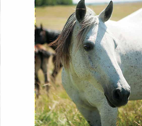 Horse Care for Life Recognizing the need for reputable, science-based health care and nutritional information, Merck Animal Health and Purina Animal Nutrition joined forces to develop a one-of-a-kind