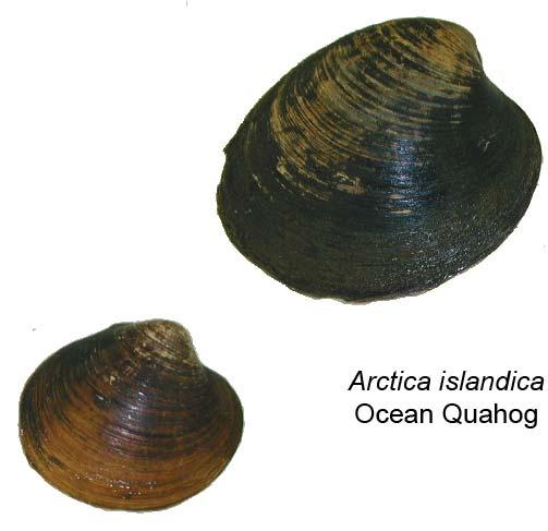 A developing fishery for ocean quahog in SWNB was initiated in 1997.