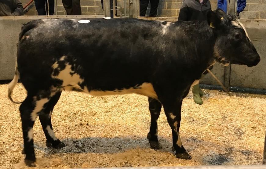 Wednesday the highest price prime steer/heifer sold p/kg will be commission free Auctioneer Andrew Body Few prime cattle this week as is usual in the run-up to Christmas.