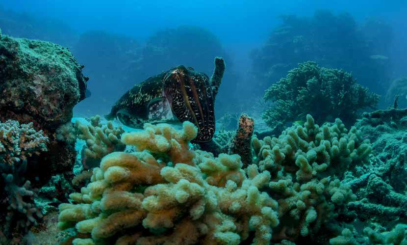 Reef Saxon Reef Hastings Reef Pixie Reef Breaking Patches Oyster