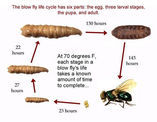 Metamorphosis Flies, beetles, and many other insects have complete metamorphosis, which consists of four stages egg, larva, pupa, and adult.