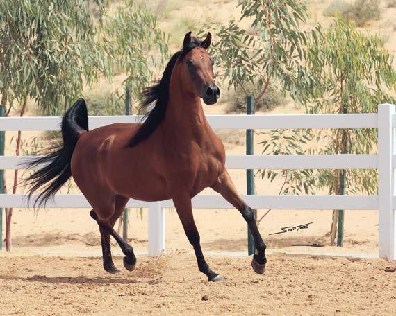 Azamah JL (x JB Aurora) DL Marielle (Marwan Al Shaqab x RGA Kouress) dam of Kanz Albidayer Huyam Albidayer impact on the Arabian horse breed like his forefathers before him.