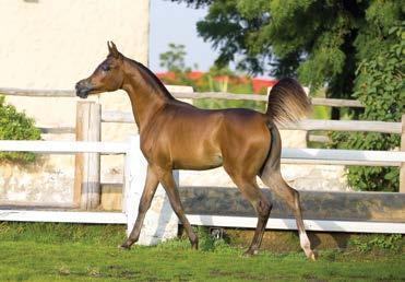 Sheikh Mohammed bin Saud Al Qasimi, owner of Albidayer Stud, is proud to have bred a stallion that has not only been successful in the show ring, but has also gone on to prove himself as a sire.