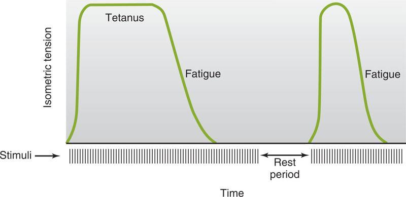 Muscle fatigue In skeletal muscle,repetitive stimulation leads to fatigue, evident as reduced