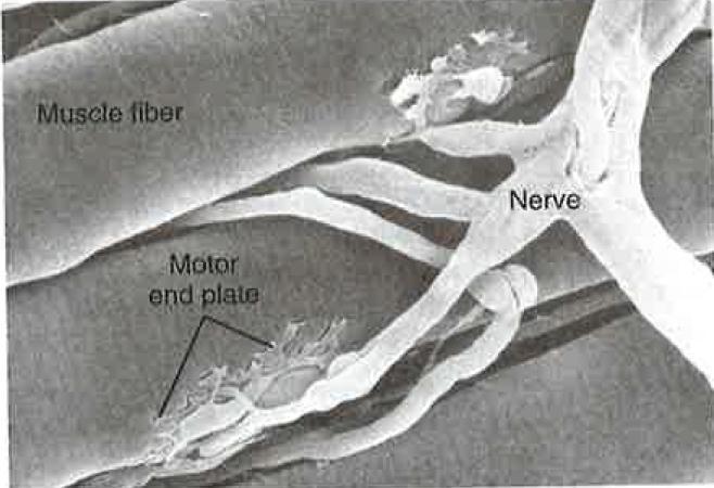 released from the neurons and binds to the muscle fibers This binding