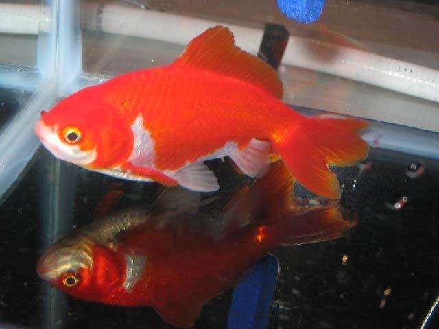 coloration is usually quite intense, and in the red and white varieties, as pictured, is quite striking.