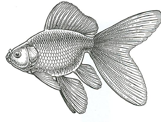 fish. The original Philadelphia standards listed the Nymph as a separate variety of goldfish, and had point