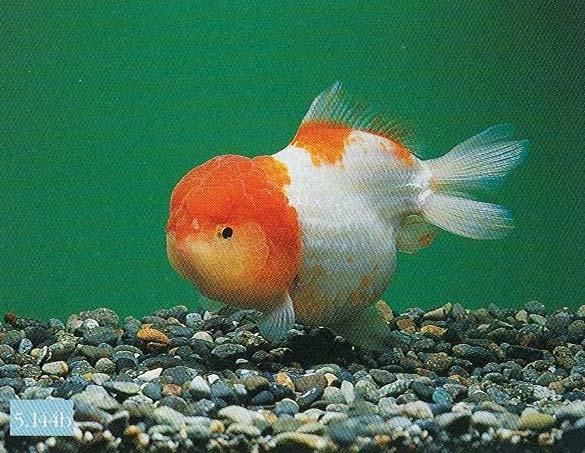 Lionhead with dorsal fin, from Goldfish in Hong Kong Lionhead with a dorsal, from