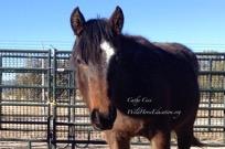 WILD HORSES AVAILABLE FOR ADOPTION #2