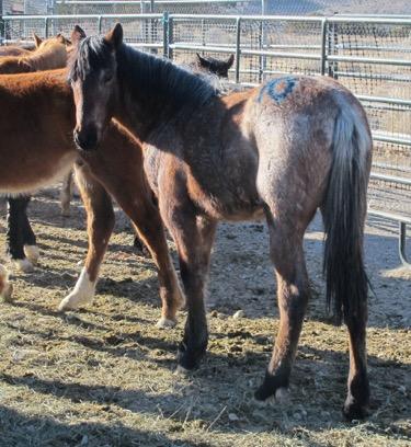 WILD HORSES AVAILABLE FOR ADOPTION #3