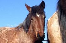 #12 STRAWBERRY ROAN STUD This WILD HORSES