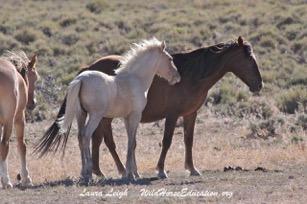 FISH CREEK A Letter From WHE At Wild Horse Education, we work every day to create options that will build a better tomorrow for America s wild horses and burros.