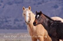Typically, the wild horses found in the Fish Creek HMA are medium in size, reaching approximately 14-14.