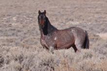 These unusual Curly horses were introduced to Eureka County, Nevada, by Tom Dixon in 1874. Some evidence of this bloodline still exists in the horses in the Fish Creek HMA.