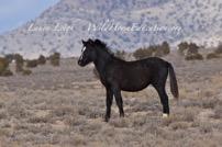 Though very limited in number, there are still Curly horses present in the HMA today, and it is the goal of the BLM Mount Lewis Field Office to preserve the Curly traits
