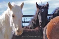 This initial gather will include the capture of 500-549 wild horses and removal of 200 excess wild horses from the Fish Creek HMA.