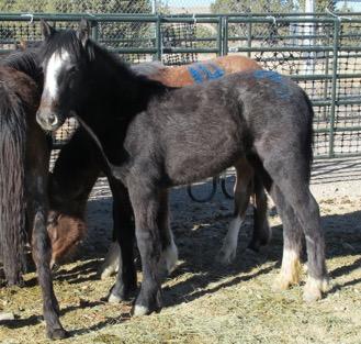WILD HORSES AVAILABLE FOR ADOPTION
