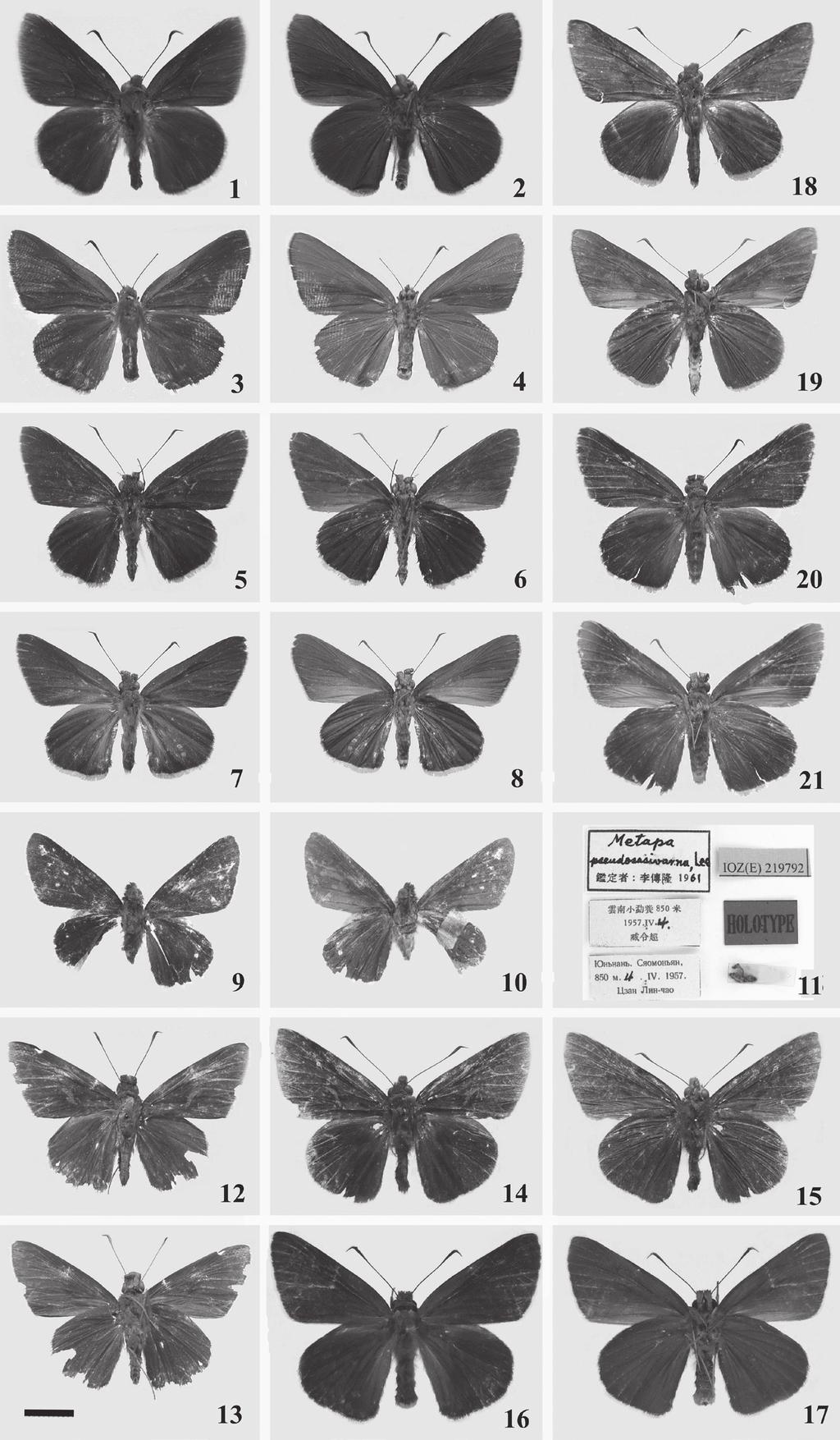 Fan et al.: Hesperiid Genus Matapa in China 1259 Figs. 1-21. Adults of genus Matapa species: 1-4. M. aria (Guangdong), male (1-2), female (3-4); 5-8. M. sasivarna (Hainan), male (5-6), female (7-8); 9-11.