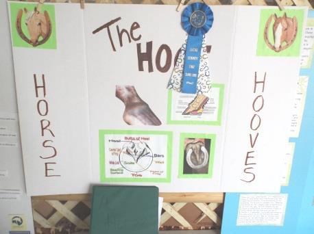 Lucas County 4-H & Junior Fair Horseless Horse Projects Questions: Project Coordinator: Aimee Mottmiller 419-699-6022 Judge: TBA Project Check-In & Project Judging: Sunday, July 8, 2018, at 3:00pm in