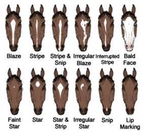 Tack Gaits of the Horse (#174) Care of the Hoof (#174 Color Characteristics - Coat Color, Markings (#174) Bedding - Types, Advantages and Disadvantages Basic First Aid The Development,