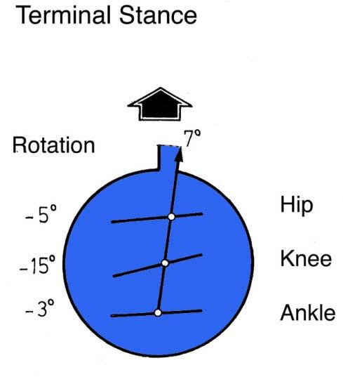 terminal stance the knee