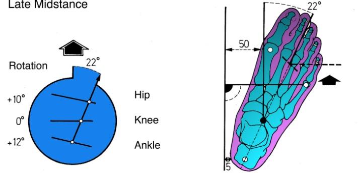 Mid/Terminal Stance Weight Bearing Stability Rotation Rotation occurs within all joints throughout the gait cycle!