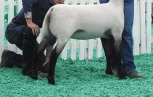 Purchased at 2017 Mid West Stud Ram
