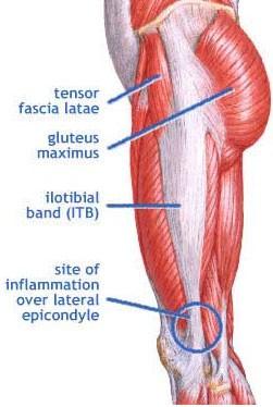 Page 10 From the Physio The Iliotibial Band The iliotibial band is a long fibrous band which starts at the hip joint and extends down to insert on the outside of the leg just below the knee.