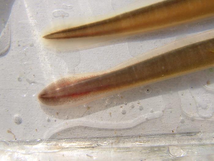 Lamprey is the largest of the British species, reaching a metre in length, and is found in larger rivers on both sides of the north Atlantic; occasional specimens are taken in mid-ocean.