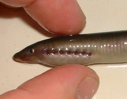 . Photo B: The gill holes of lamprey (B) Life History: The three British species have similar life histories.