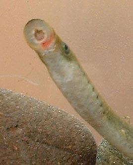 A.5: Brook Lamprey Lampetra planeri Photo A.5.1: The Brook Lamprey The Brook Lamprey (Photo A.5.1) does not feed as an adult, and after metamorphosis spawns and dies.