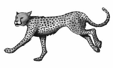 The cheetah s fur is tan with round black spots that help it to hide while hunting.
