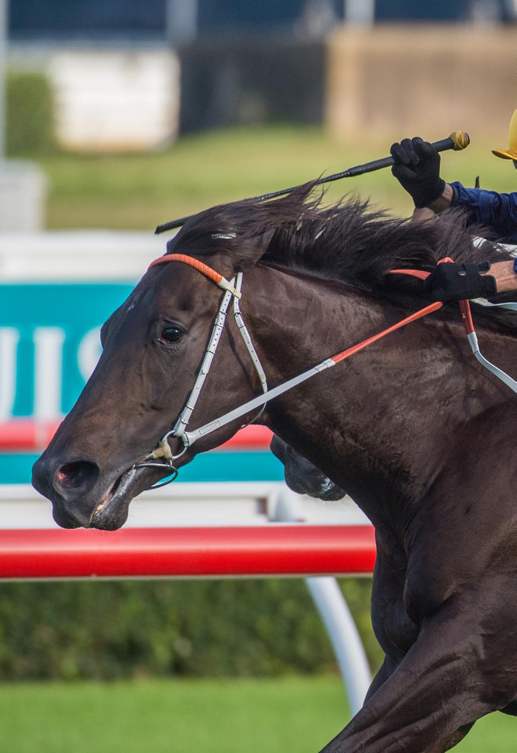 8 APRIL, 2019 Media@ WaikatoStud Top weekend on the track for horses sired by WS stallions Brutal on