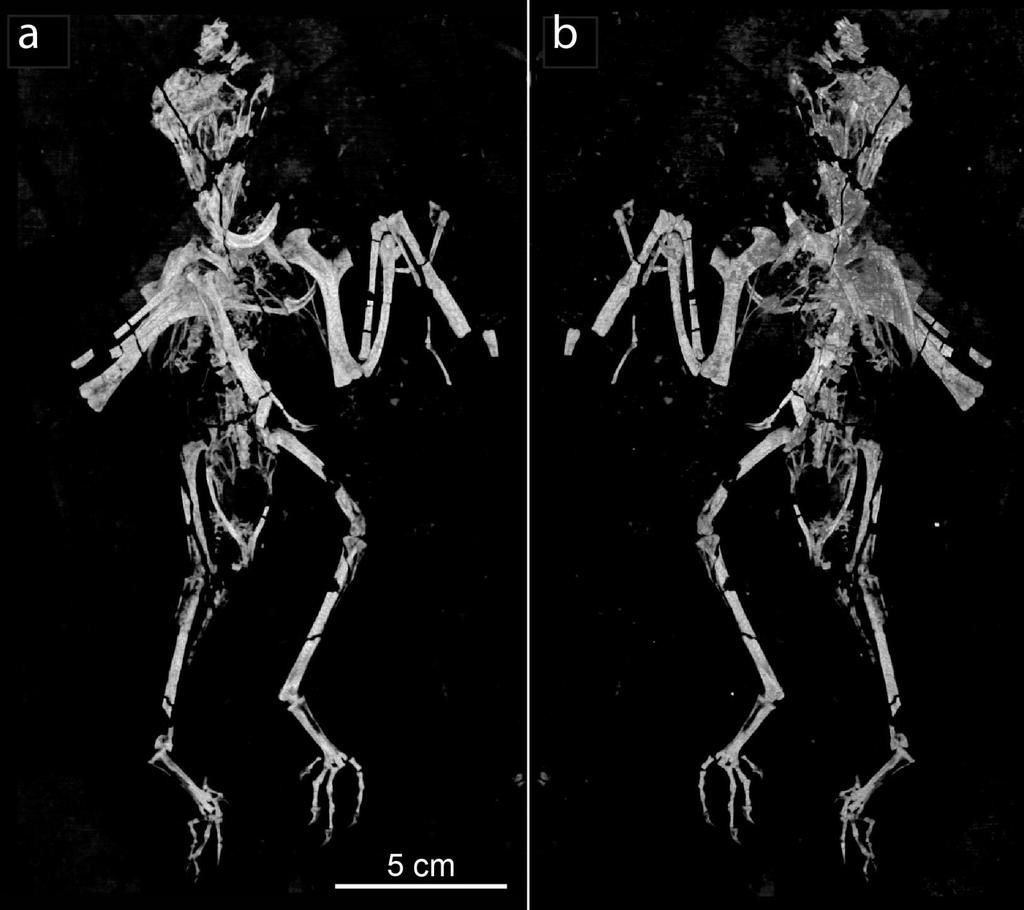 Figure S10 Volume rendering of the Confuciusornis skeleton in dorsal (a) and ventral (b) views, with matrix filtered as transparant;