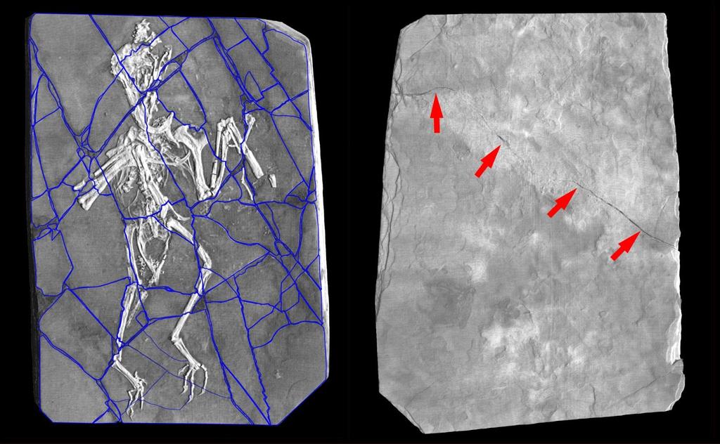 Figure S8 Volume rendering of the Confuciusornis amalgamation in top and bottom views, with fracture pattern of top layer mapped in blue, and the very different fracture of the backing slab (red