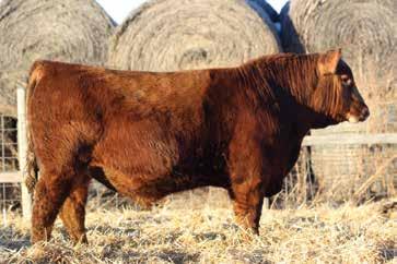 Look to these brothers to add uniformity and consistency to your calf crop!