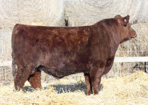 These herd bull prospects are big ribbed, easy fleshing, dark red, and sound built bulls that offers visual performance and eye-appeal, with a rugged and athletic structural base.