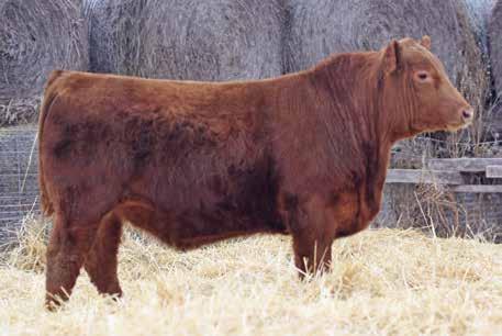 05 88% 79% 96% 79% 60% 56% 5% 72% 54% 94% 62% 78% 34% 68% 51% RRA Crimson Tide 135 460 was our selection from the Rich Red Angus production sale in 2015 where he was one of the high selling lots at