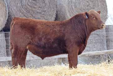 17 26% 31% 29% 20% 27% 26% 49% 58% 25% 26% 40% 3% 99% 14% 82% 11F leads off the Allegiance sire group in a dominant fashion as one of the most versatile herd sire prospects we have ever raised.
