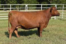 He charts among the top 13% of the breed for WW, while still offering balanced and uniform numbers across the board. A complete herd sire prospect that is supported by the famed Abigrace cow family!