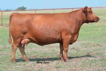 THE OPEN FEMALES LOT 43 What a way to lead off the open female division with none other than a trio of flush sisters from one of the most proven and prolific females in the Red Angus business.