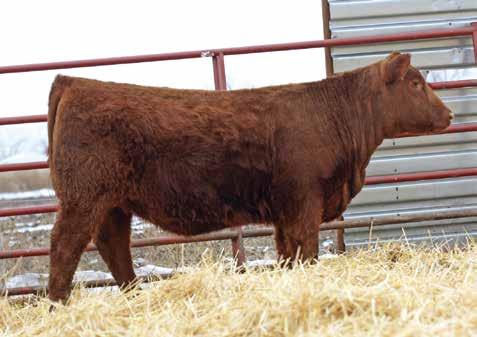 Their granddam is the famed, BJR Windsong U28E, the matriarch of the Windsong cow line.