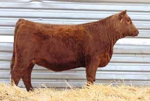 THE OPEN FEMALES LOT 49 LOT 48 LOT 50 48 BIEBER HARD DRIVE Y120 SEEGER RED SADIE 334 NCRA RED SADIE 334-821 BD: 3/23/18 Reg: 3958999 A - 100% AR LACY GOLD BAR 8123 BIEBER LAURA 158W SEEGER JR107-131