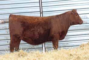 19 24% 5% 93% 91% 2% 3% 50% 65% 64% 97% 16% 21% 31% 3% 9% 821 is another standout embryo transfer female that is from the Seeger Red Sadie 334 donor dam.
